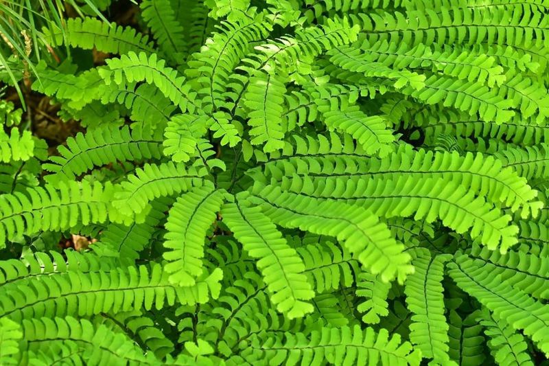 Ferns