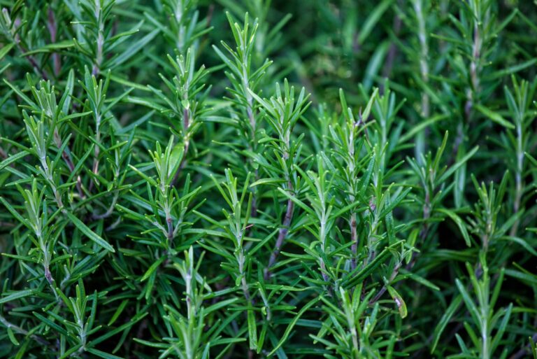 Rosemary (featured image)