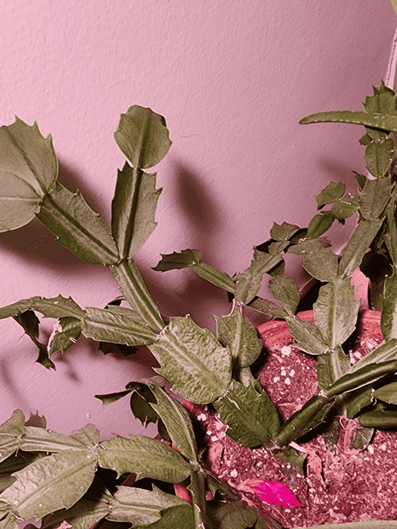 Limited Precipitation During Winter Months