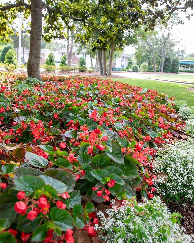 Filtered Sunlight Through Oak Trees