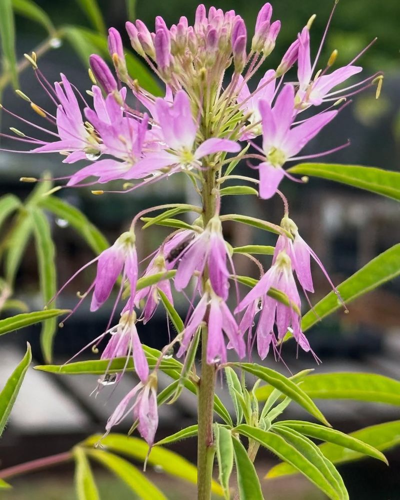 Pink Color Stands Out In Mountain Landscapes