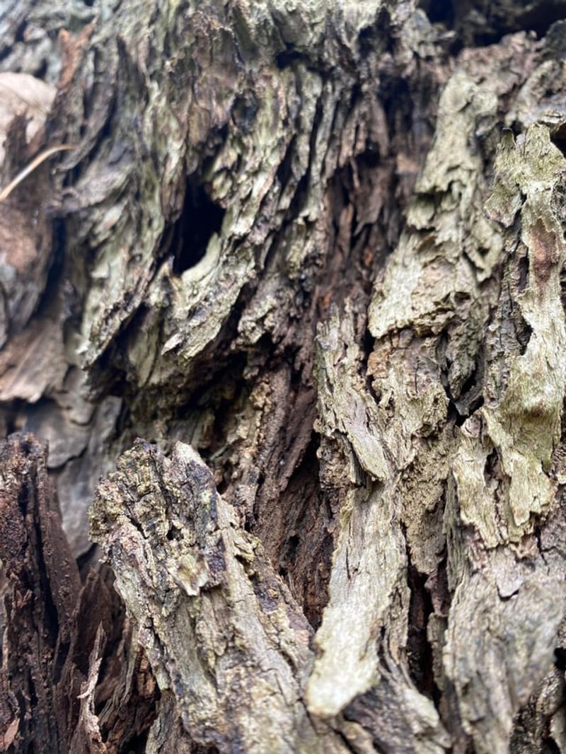 Soft Bark That's Easy to Pierce