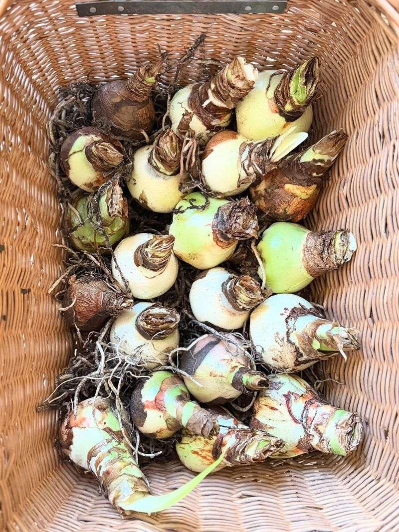 Proper Bulb Storage Conditions