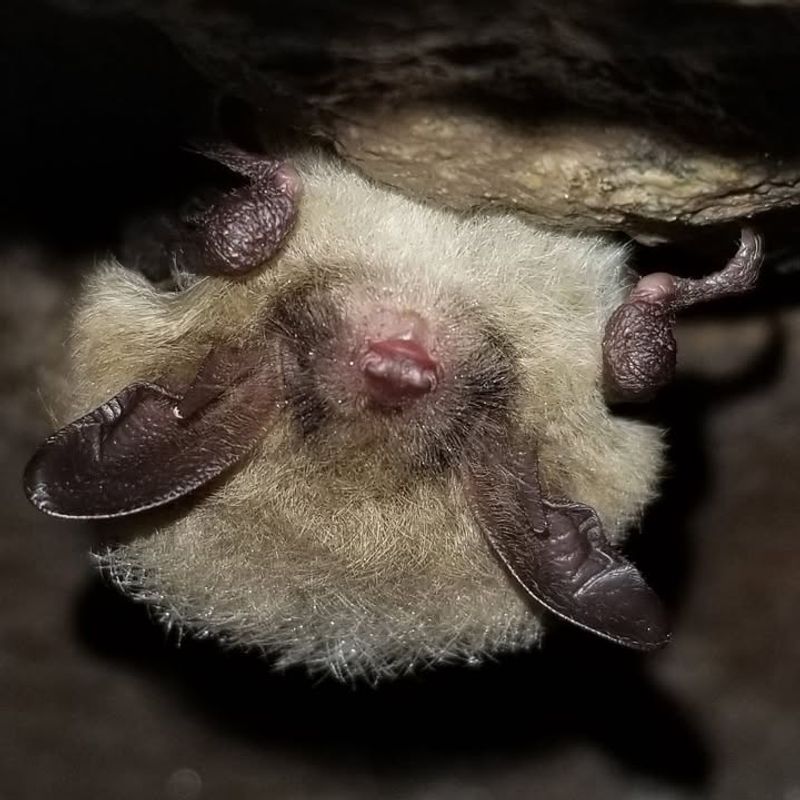 Northern Long-Eared Bat