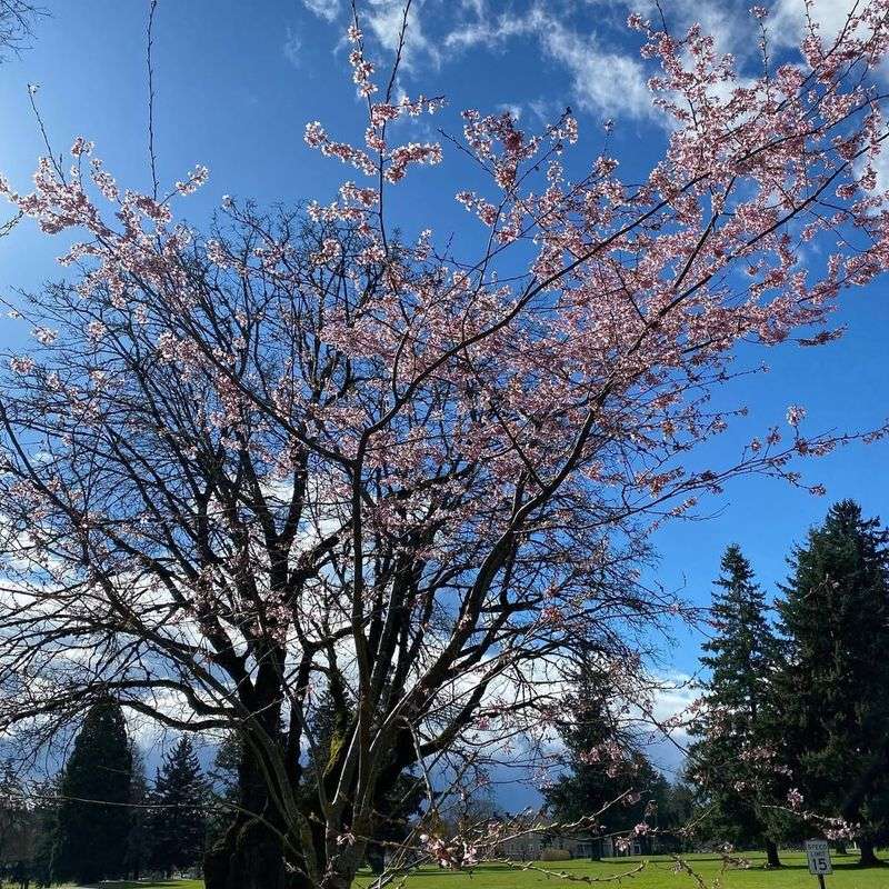 Cherry Blossoms Are Among The Most Affected