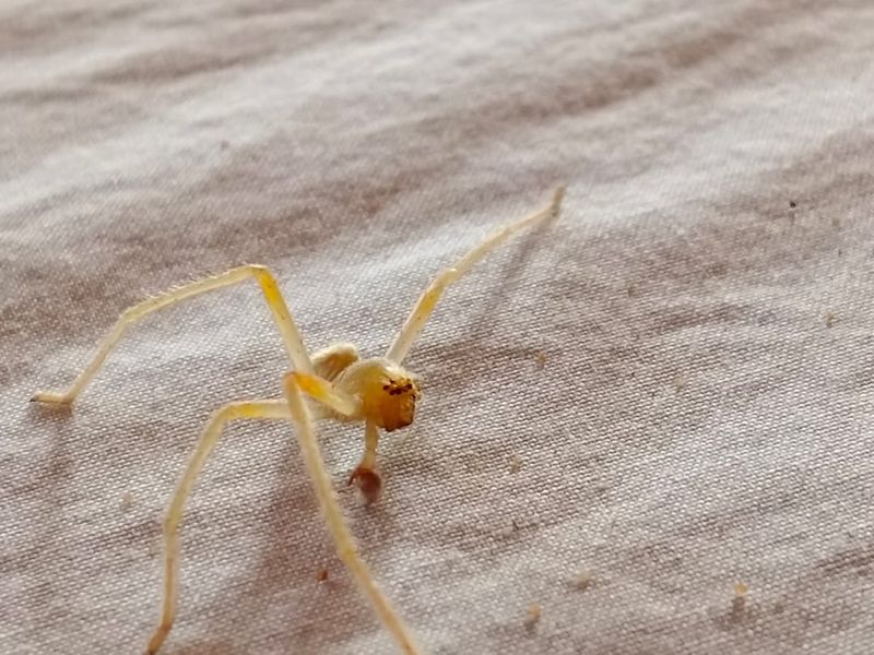 Yellow Sac Spider