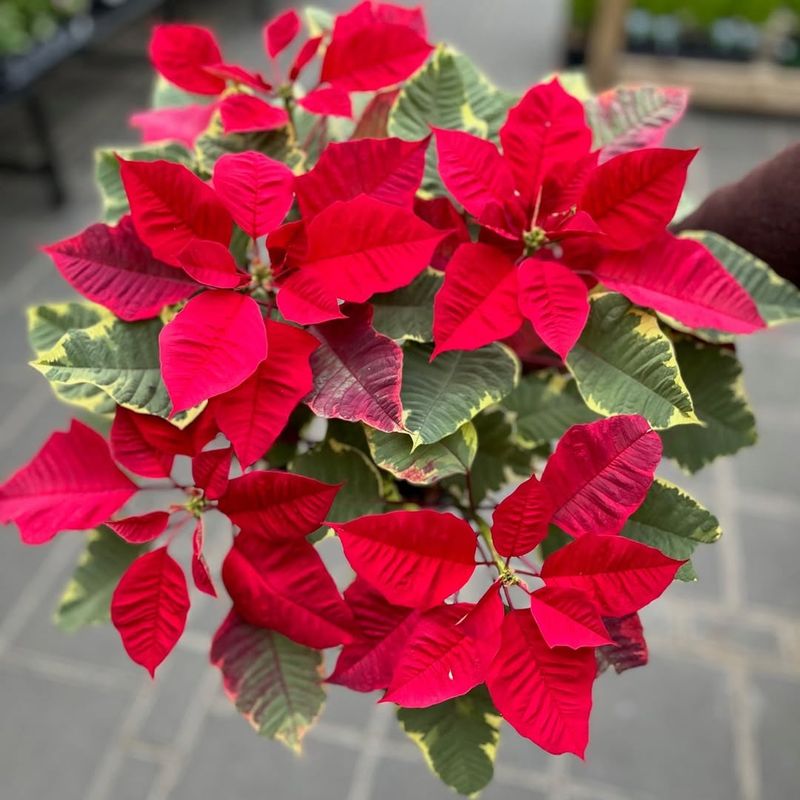 Poinsettias In Classic Red