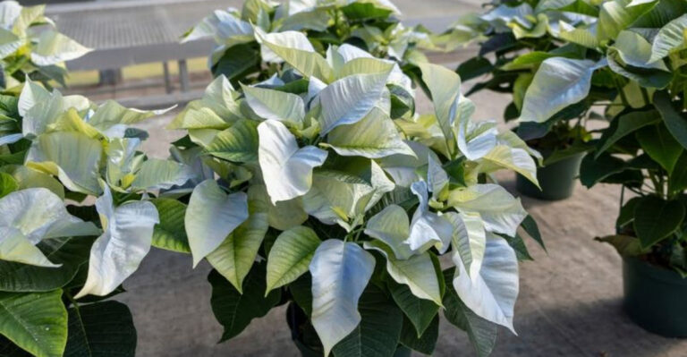 white poinsettia