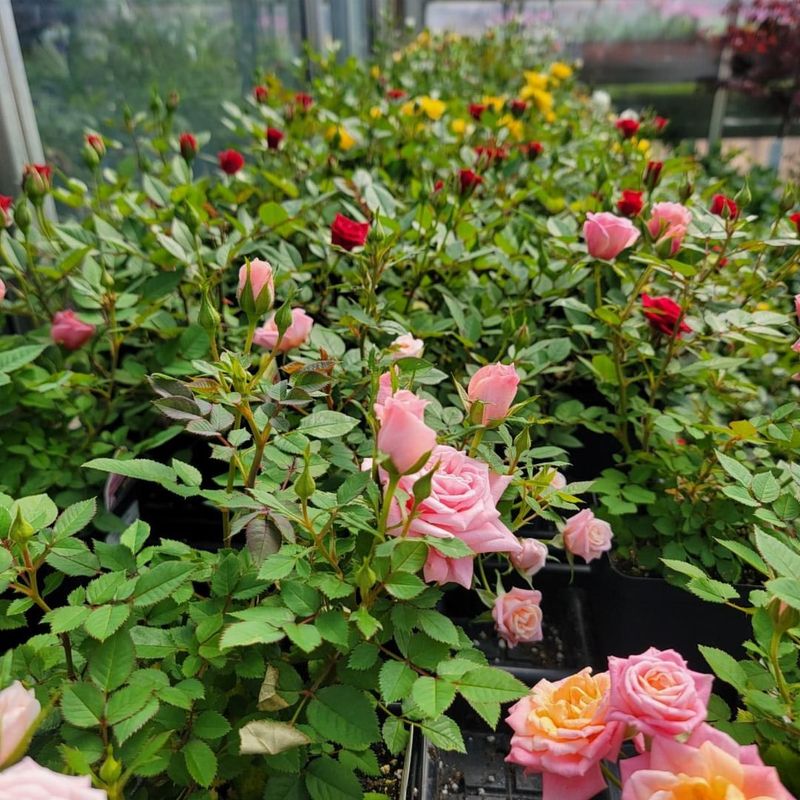 Miniature Roses In Festive Colors