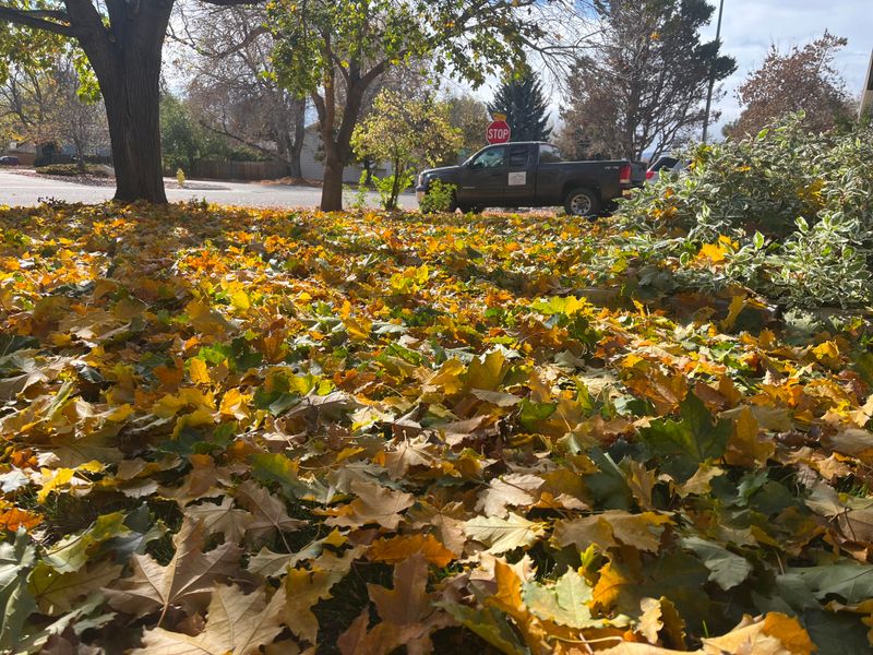 Communication With Neighbors Often Prevents Legal Disputes