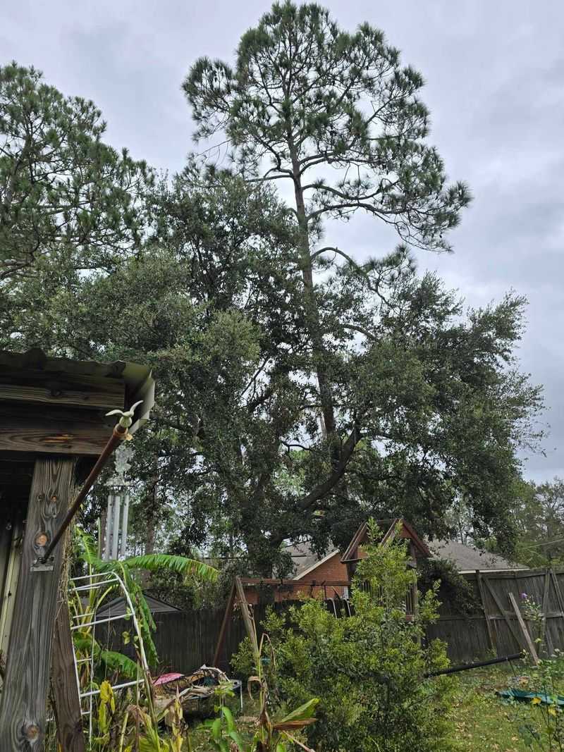 Neglected Trees Can Create Liability