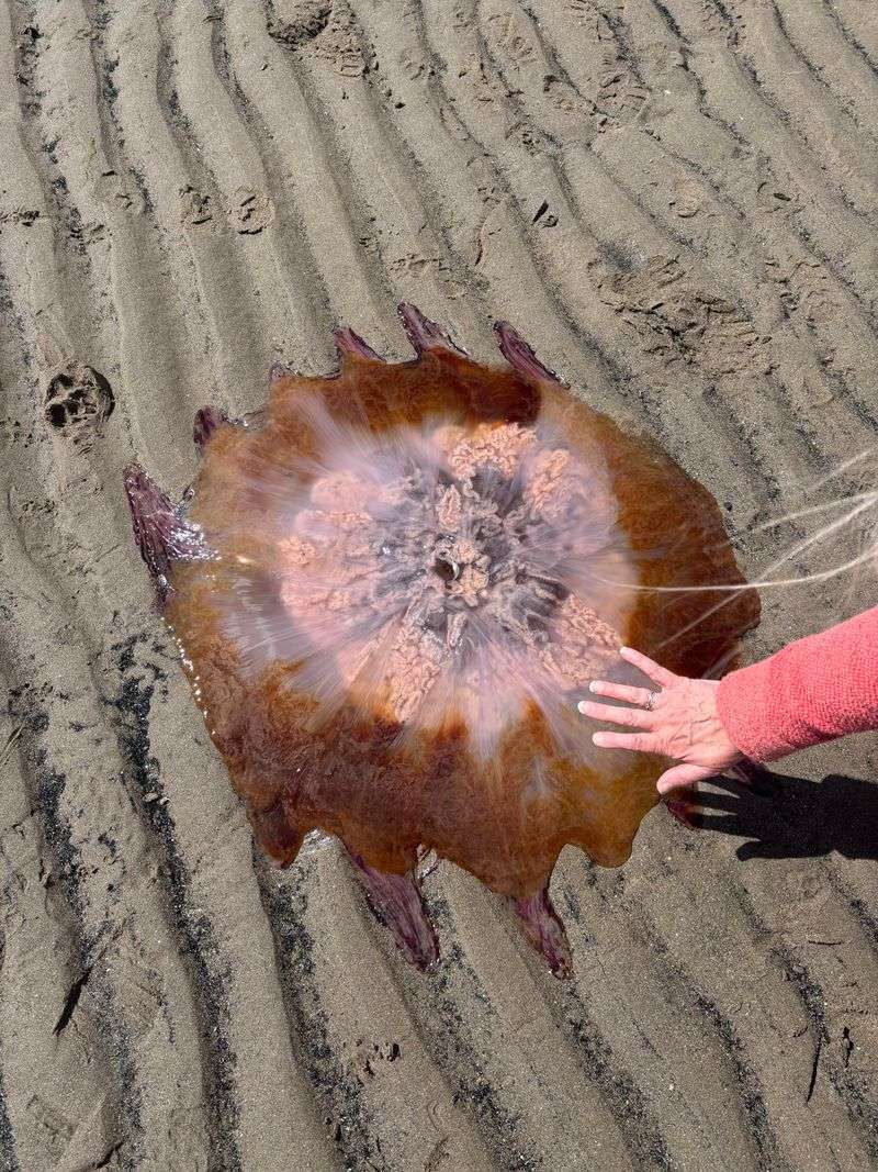 Lion's Mane Jellyfish