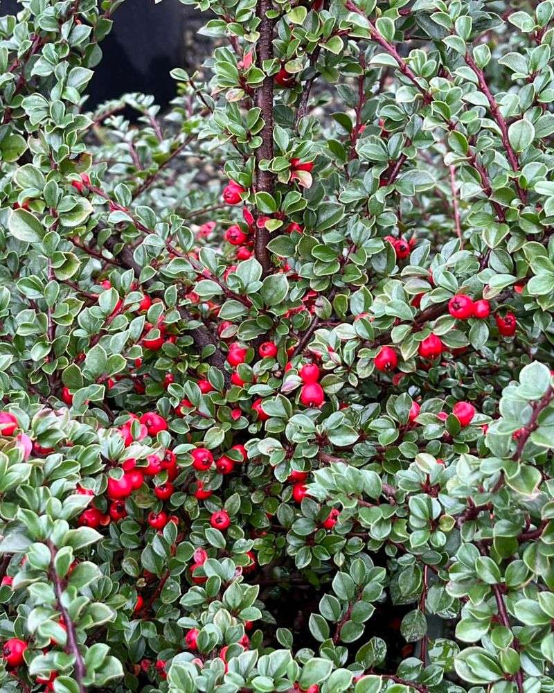 Cotoneaster Shrubs