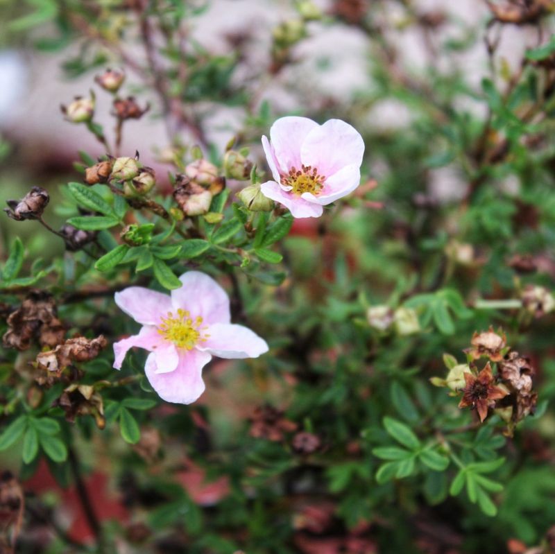 Potentilla Shrubs