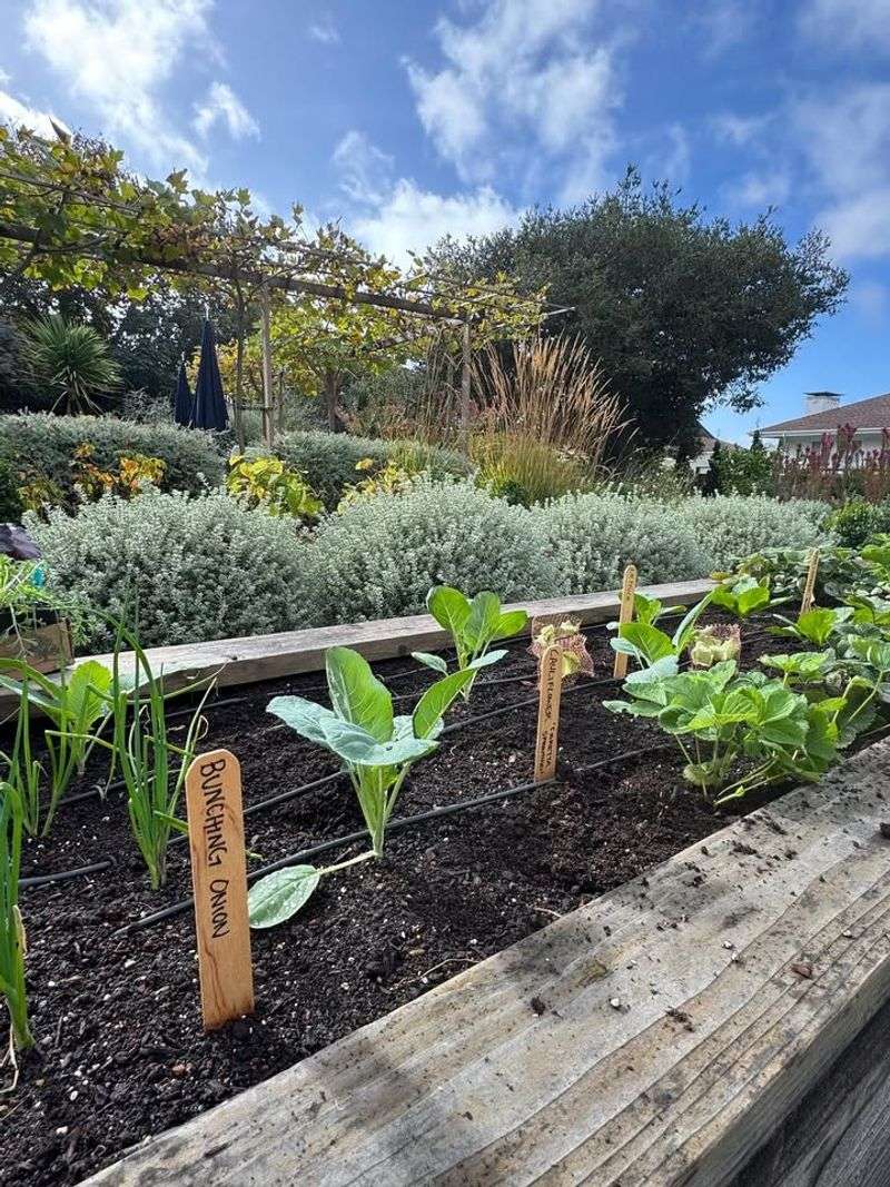 Proper Watering Prevents Frozen Plant Damage