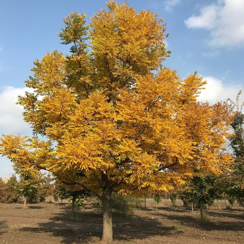 Kentucky Coffee Tree
