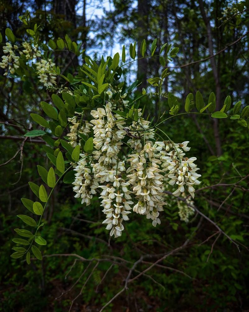 Black Locust