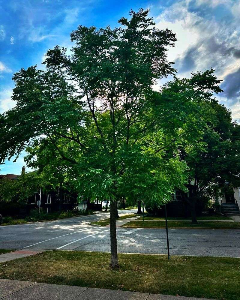 Kentucky Coffee Tree