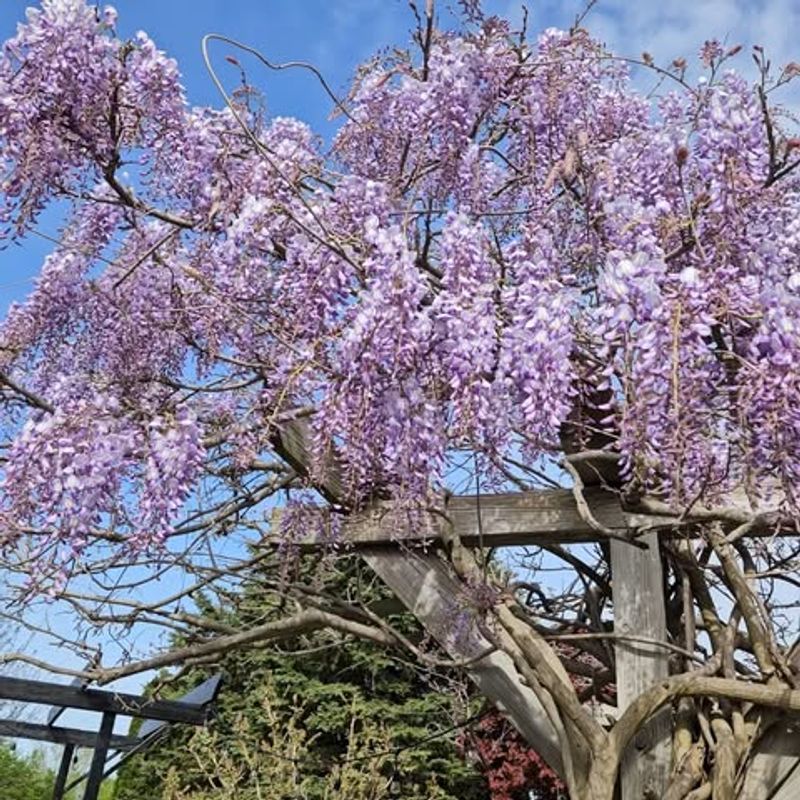 Wisteria