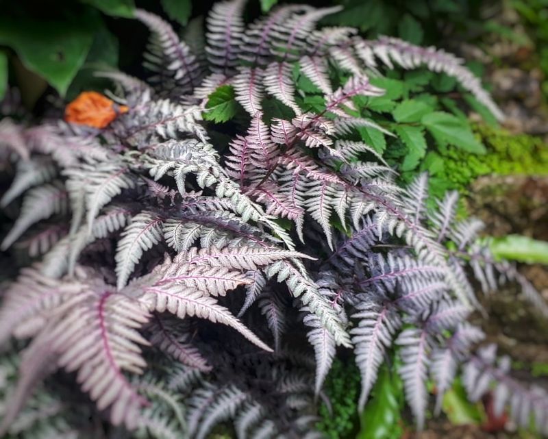 Japanese Painted Fern
