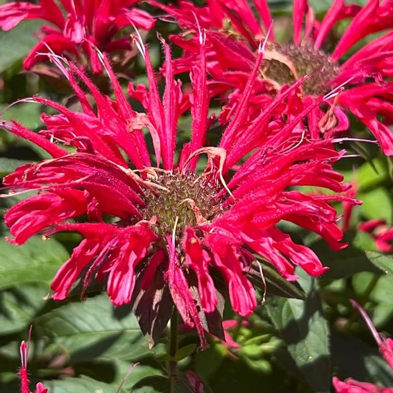 Bee Balm