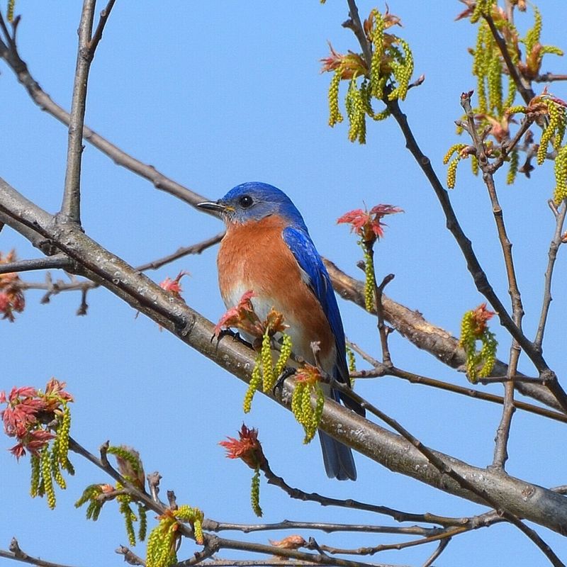 Eastern Bluebird (Sialia sialis)