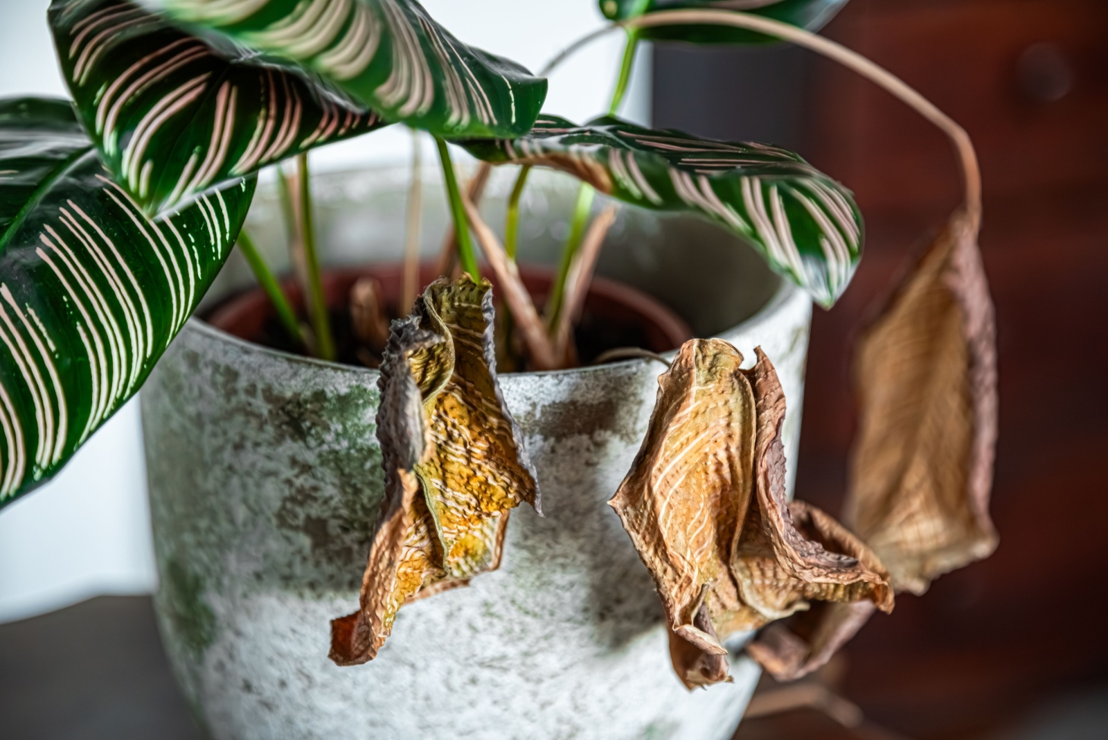 Houseplants Start To Droop In New York Apartments And This December Fix Helps