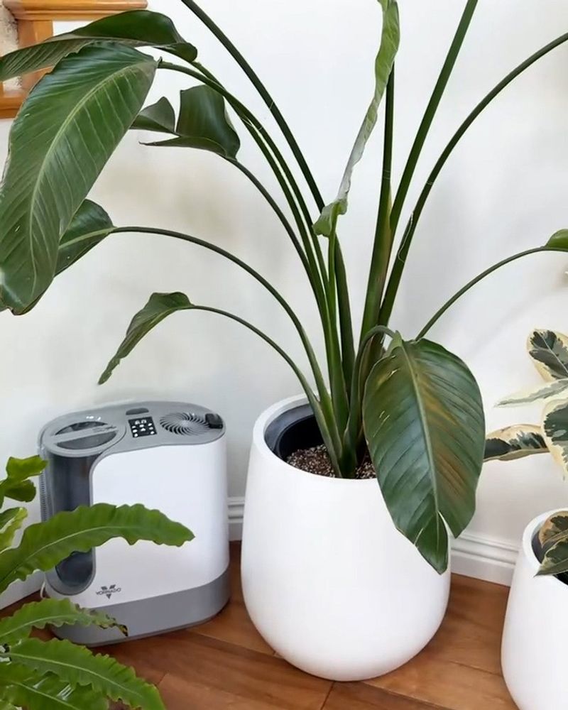 Humidity Drops Drastically When Heating Systems Turn On