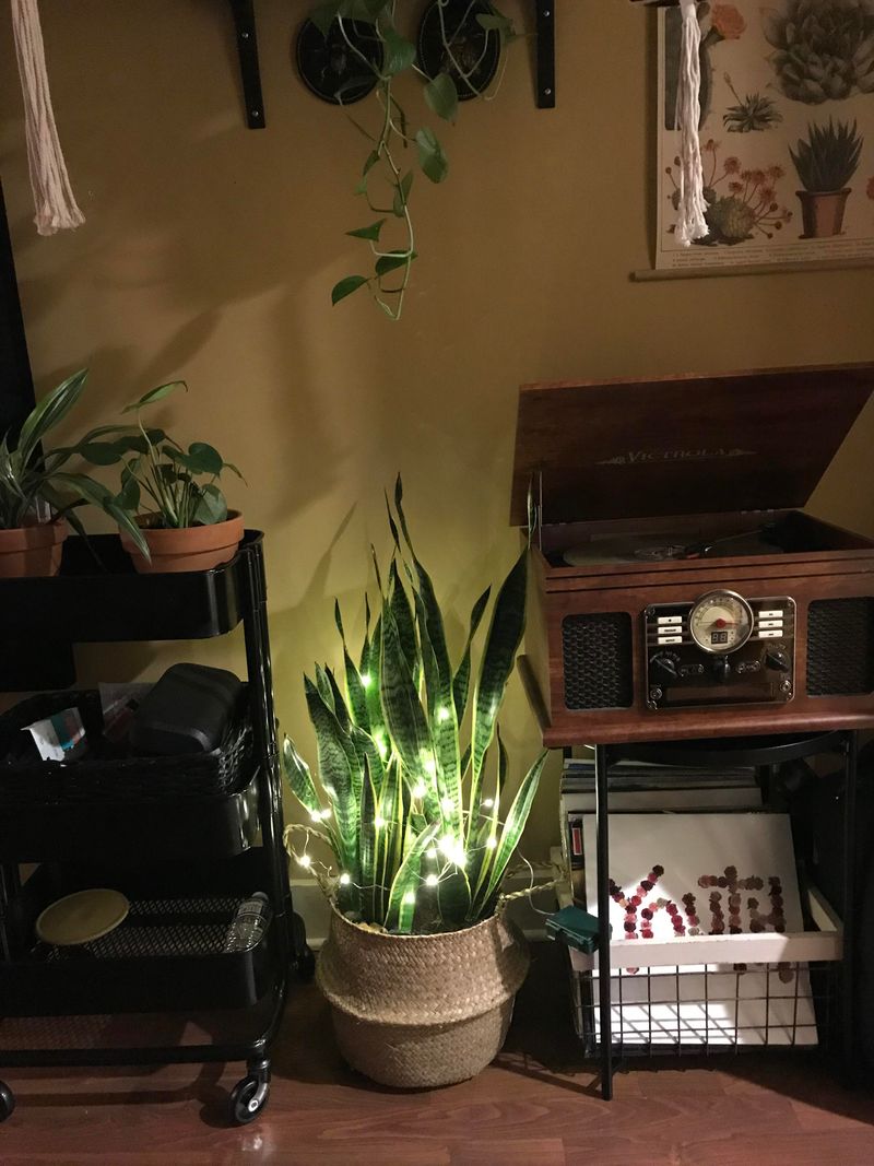 Creative Ways People Dressed Up Their Plants For The Holidays