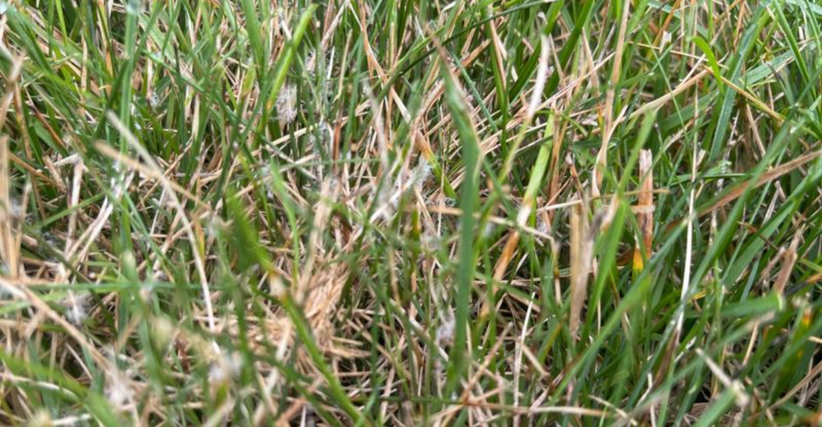 How A Light Sprinkle Of Baking Soda Helps Arizona Lawns In November