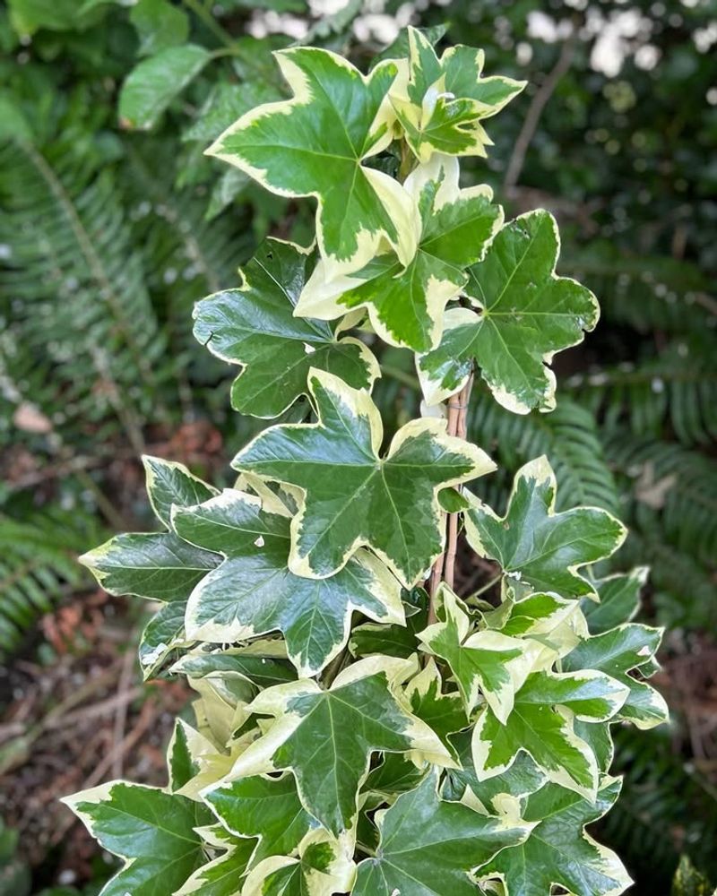 The Unexpected Ways This Evergreen Boosts Curb Appeal In Winter