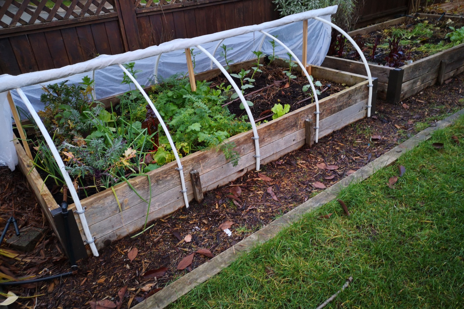 How Arizona Gardeners Harvest Fresh Greens Even In December