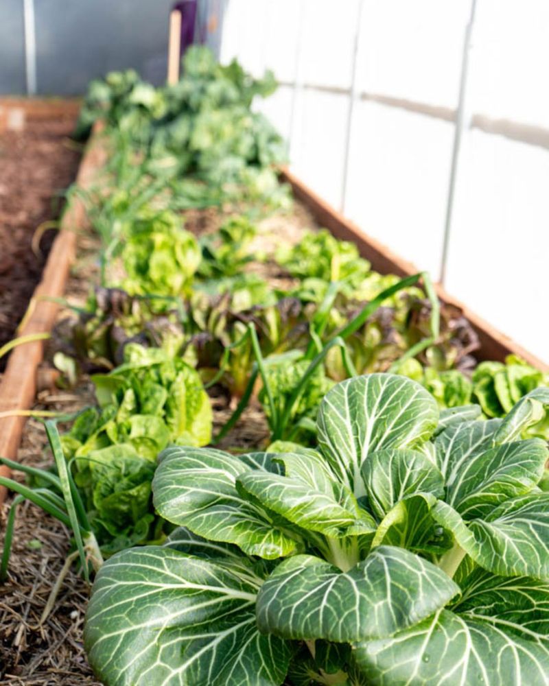 Mild Winter Temperatures Create Perfect Growing Conditions