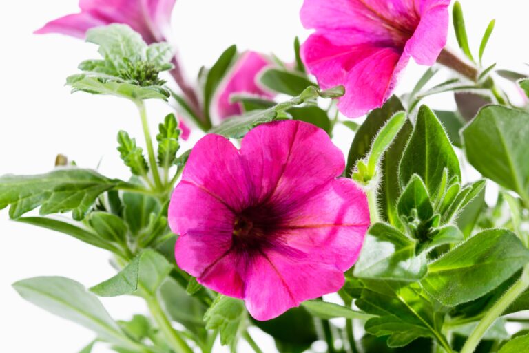 Petunias (featured image)