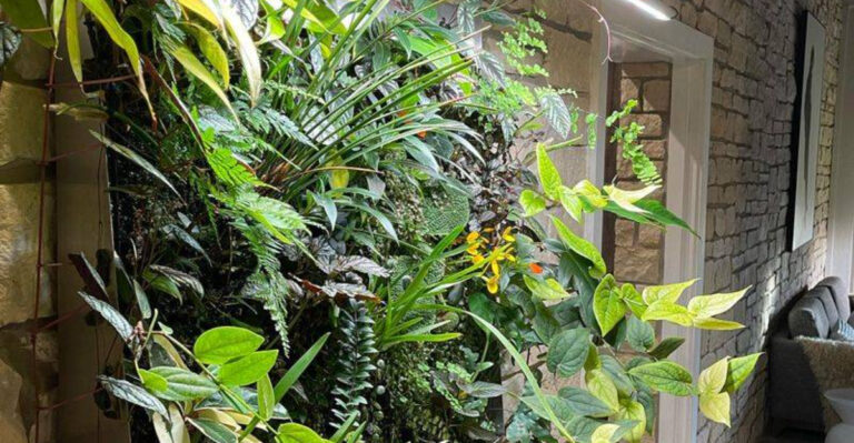 living wall plant