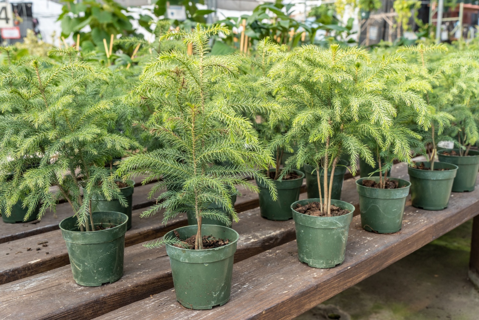 Norfolk Pine trees on display at greenhouse