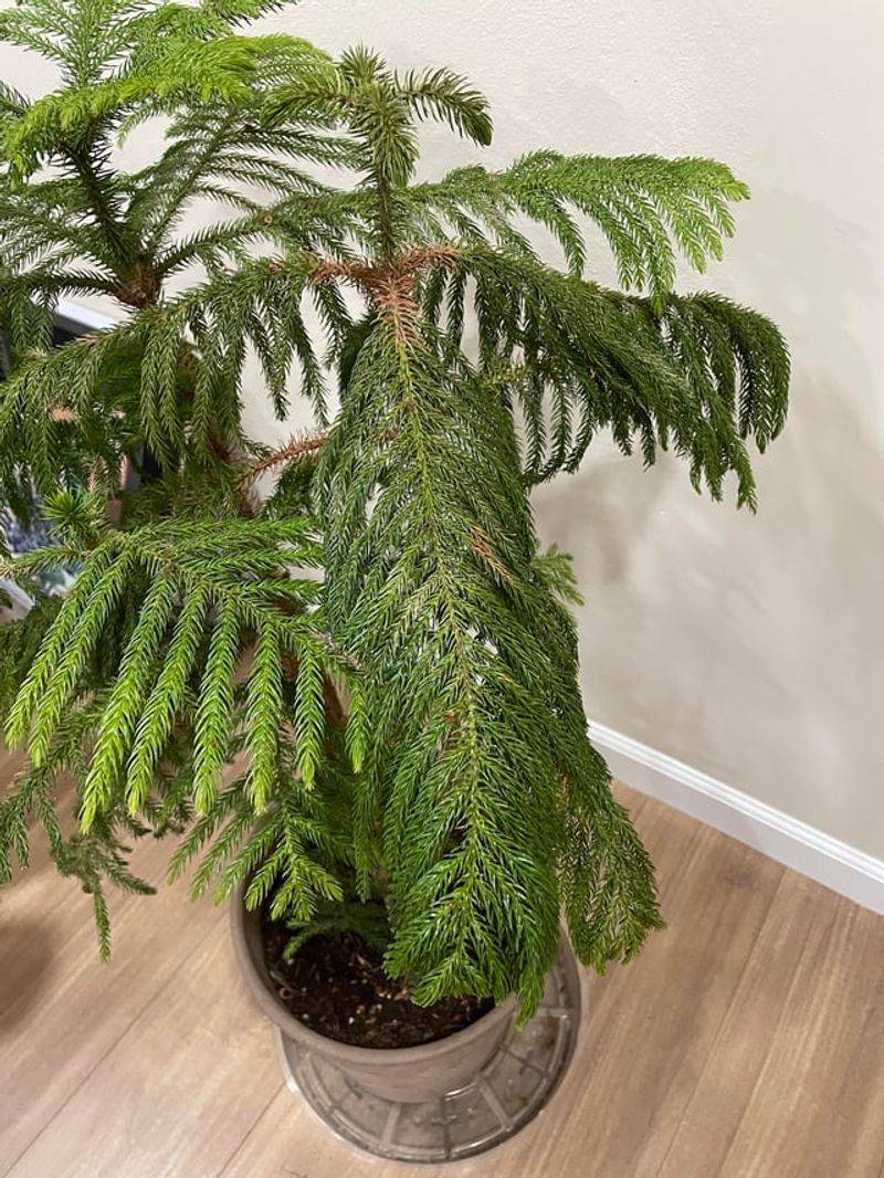Buying A Tree Already Stressed From Poor Store Conditions