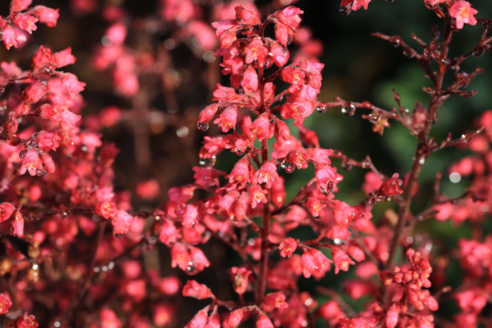 coral bell in bloom