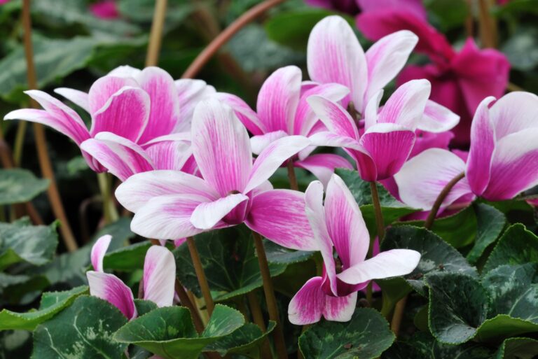 Cyclamen (featured image)