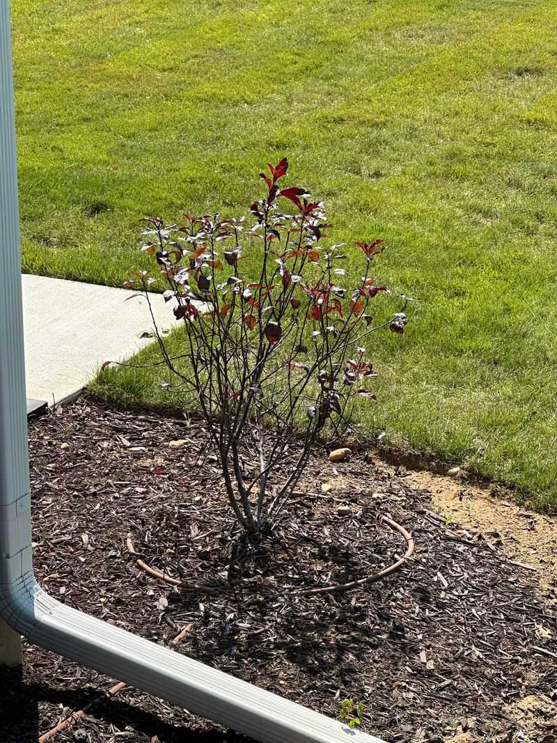 Shrubs Require Special December Attention