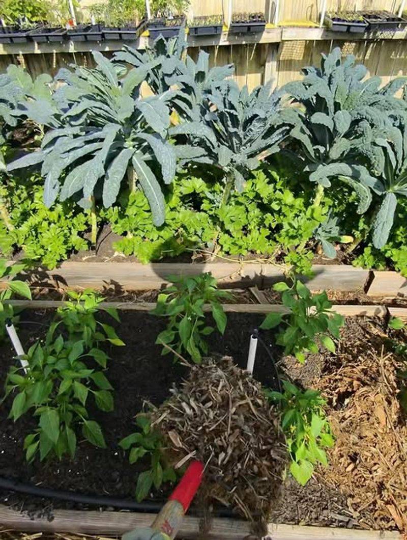 Mulching Around Plant Bases