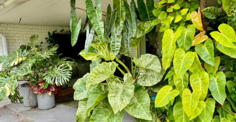 Outdoor Philodendrons