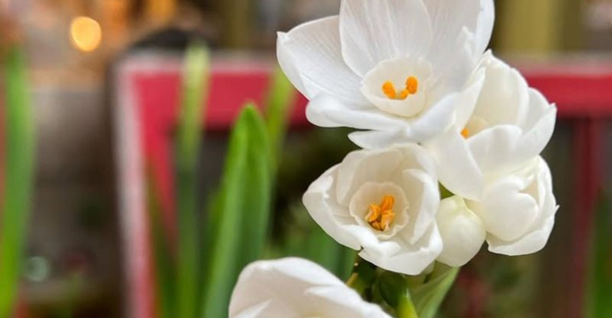 How Georgia Gardeners Can Bring Spring Indoors During The Winter Months
