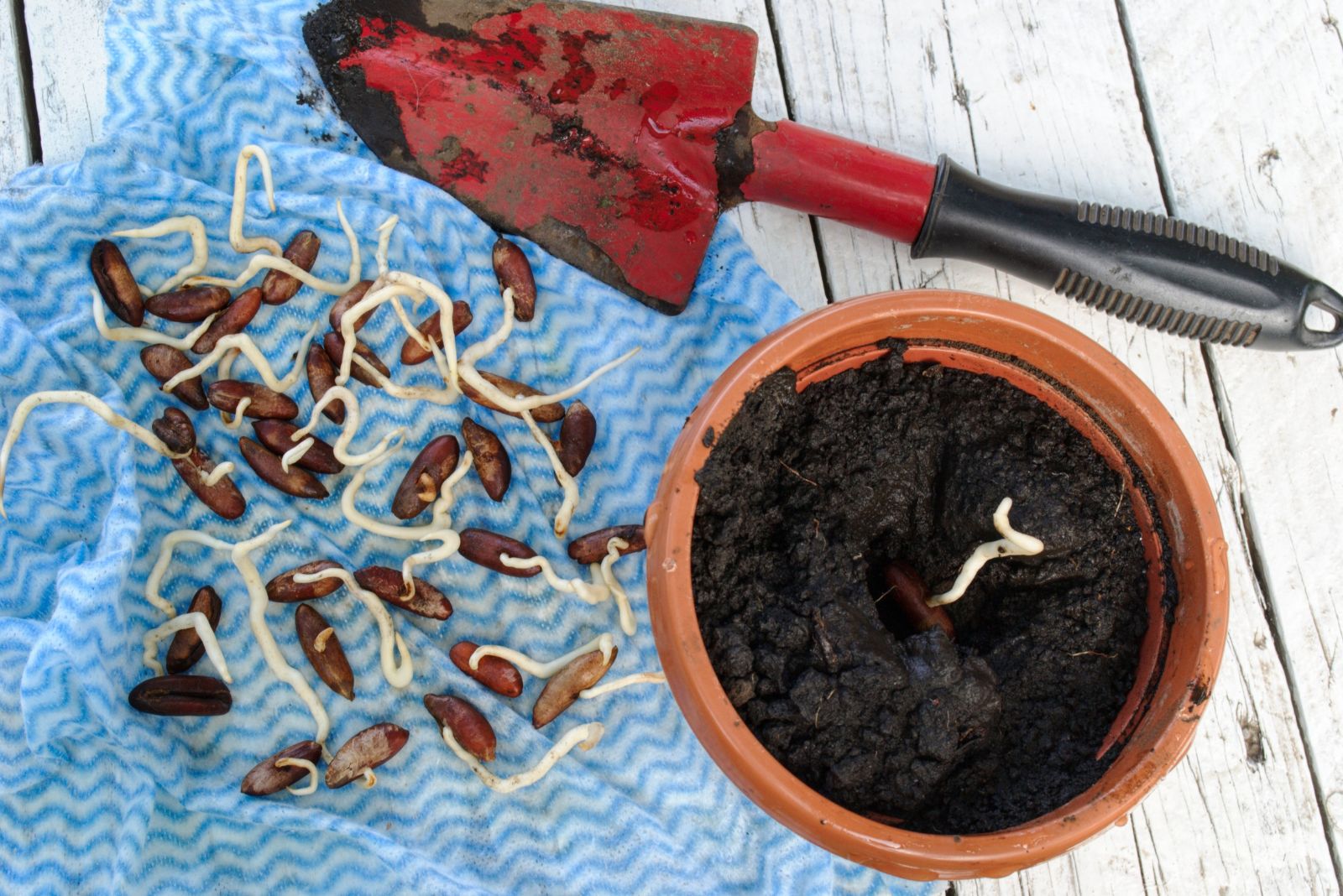 How I Grow Date Plants At Home In A Simple Unique Way