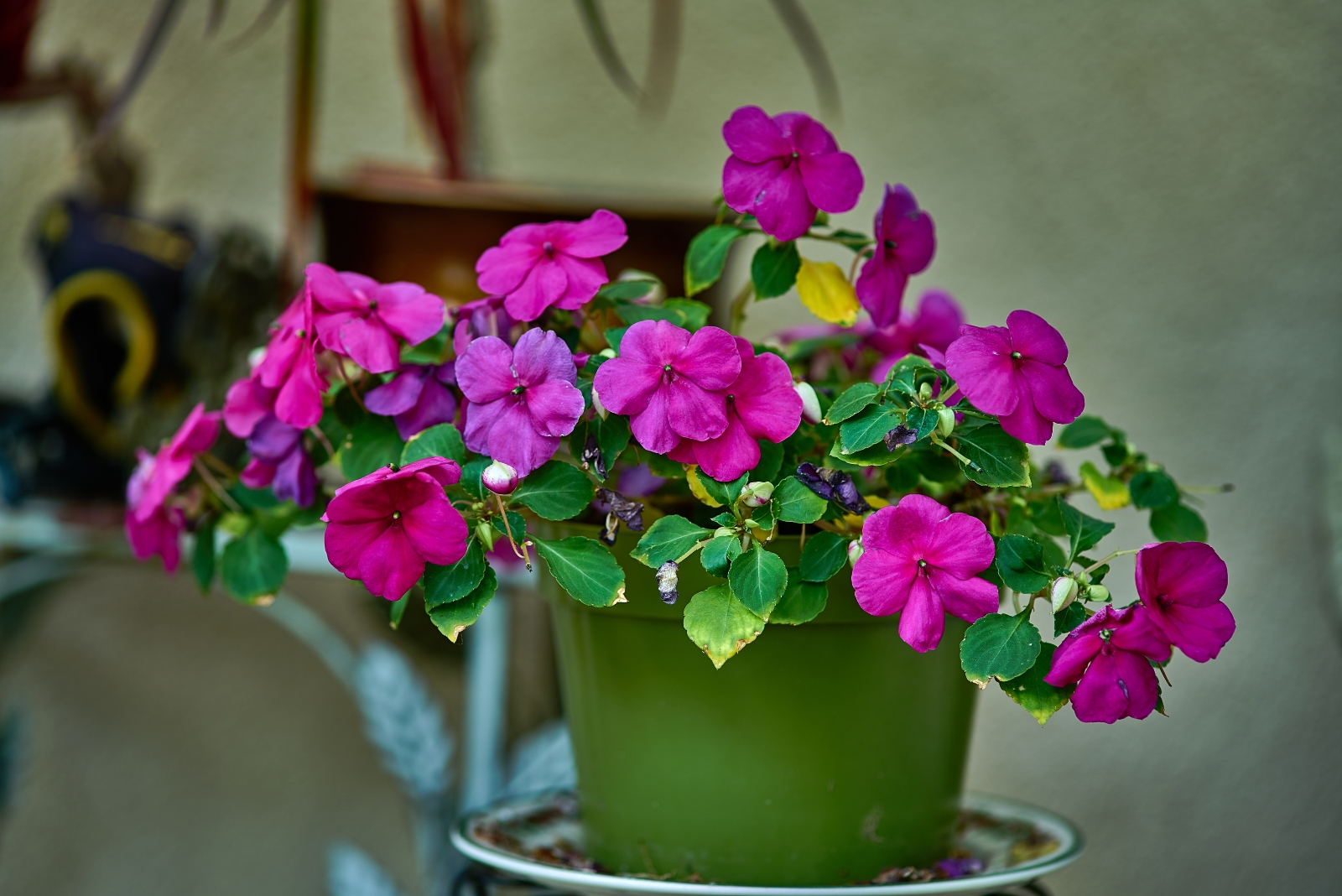 How Impatiens Keep Blooming For Louisiana Gardeners In Winter