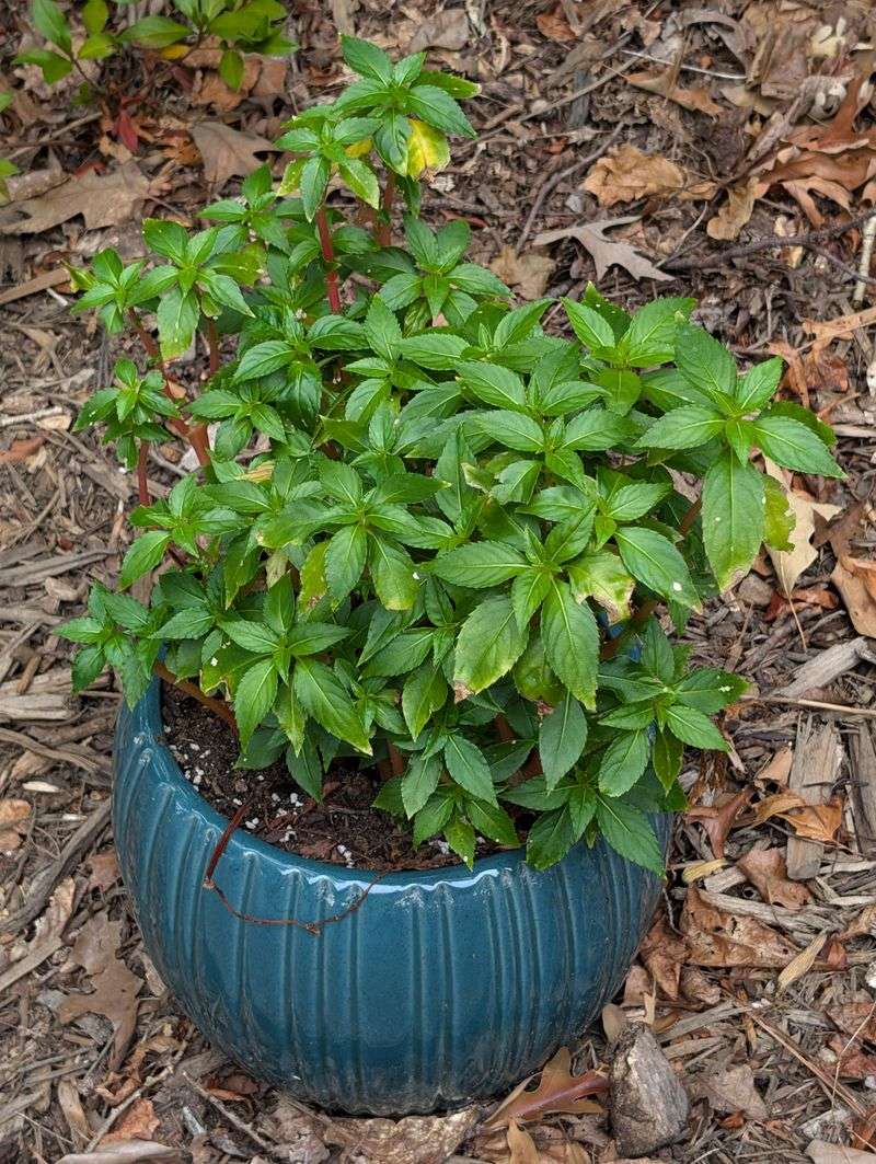 Choose Cold-Tolerant Impatiens Varieties