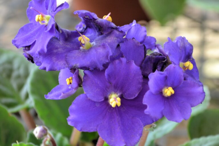 african violet flowers