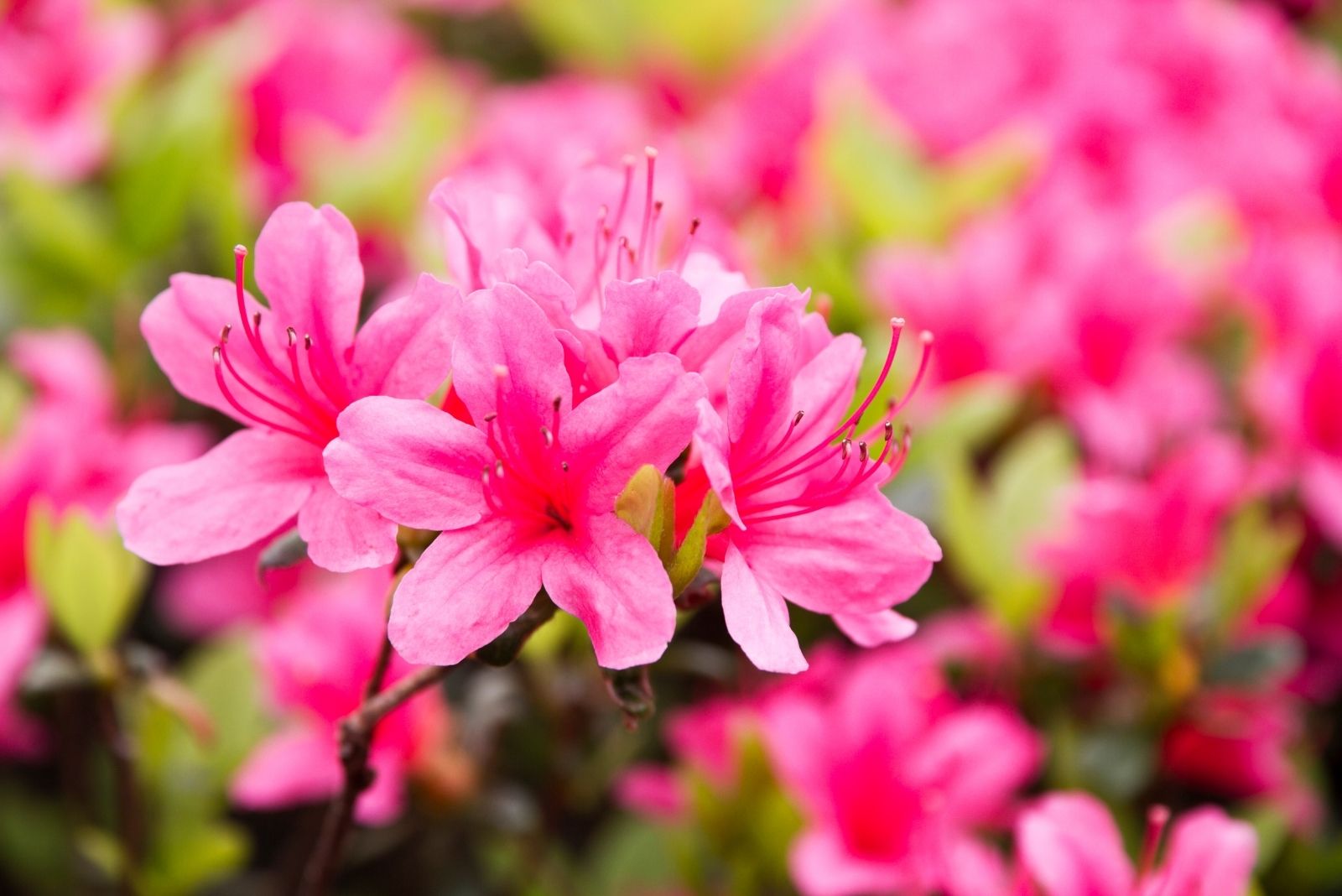 How North Carolina Gardeners Should Prepare Azaleas Before The First Frost