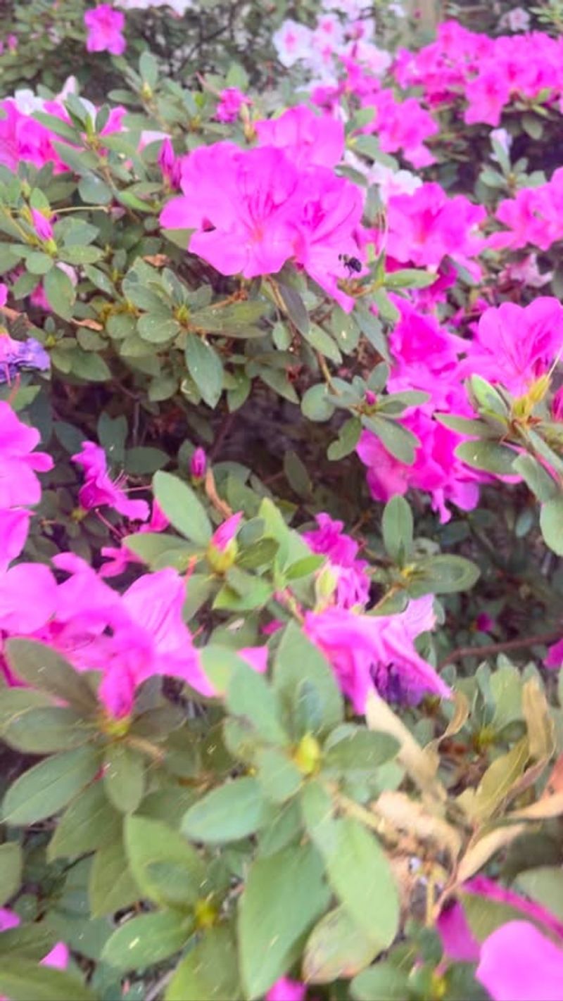 Water Deeply Throughout Fall