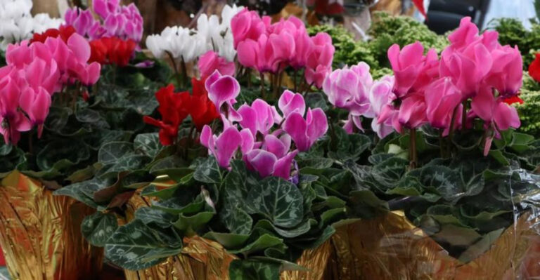 cyclamen